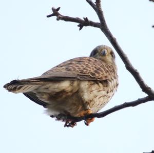 Common Kestrel