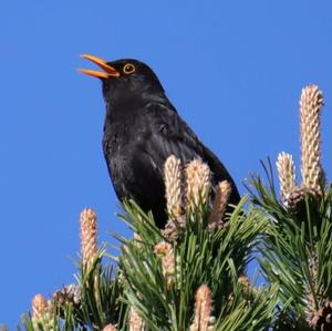 Eurasian Blackbird