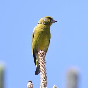 European Greenfinch