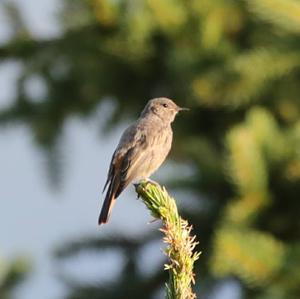 Black Redstart