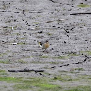 Grey Wagtail