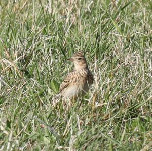 Eurasian Skylark