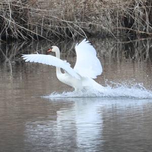 Höckerschwan