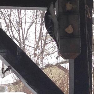 Hairy Woodpecker