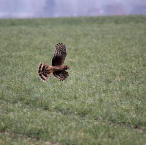 Northern Harrier