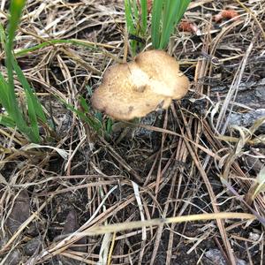 Spring Polypore