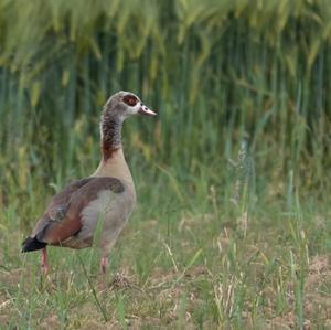 Nilgans