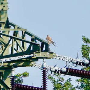 Common Kestrel