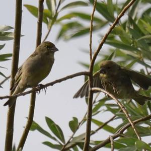 European Greenfinch