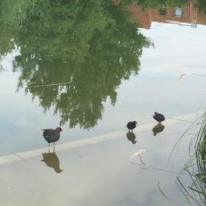 Common Moorhen