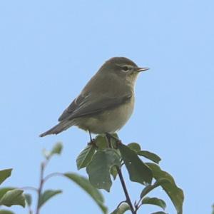 Common Chiffchaff