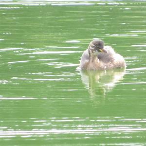 Little Grebe