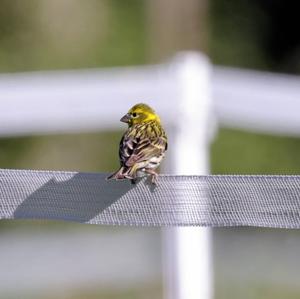 European Serin