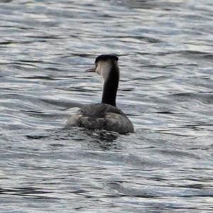 Great Crested Grebe