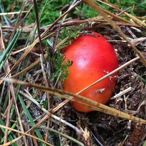 Fly Agaric