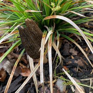 Black Morel