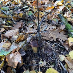 Bay Bolete