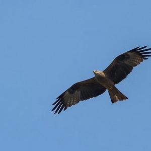 Black Kite