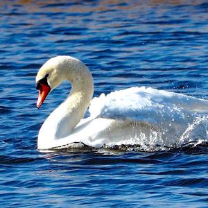 Mute Swan