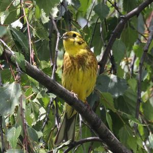 Yellowhammer