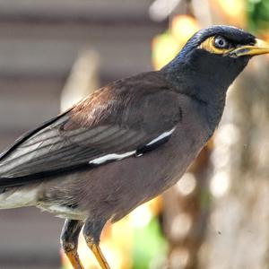 Common Myna