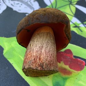 Dotted-stem Bolete