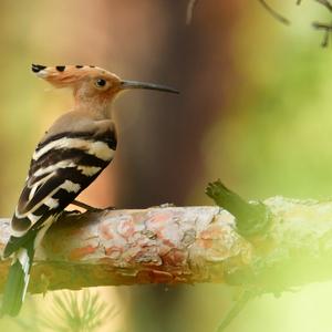 Eurasian Hoopoe