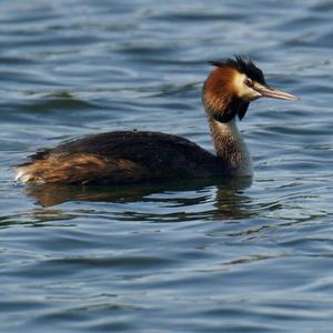 Great Crested Grebe