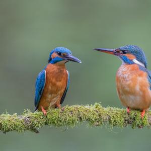 Eisvogel