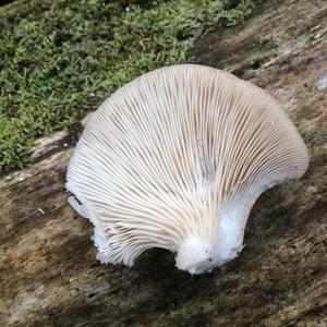 Oyster Mushroom