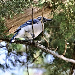 Blue Jay