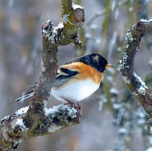 Brambling