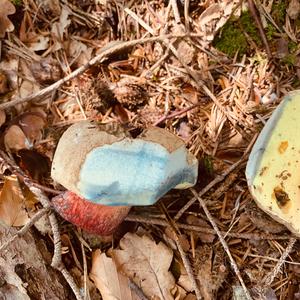 Scarlet-stemmed Bolete