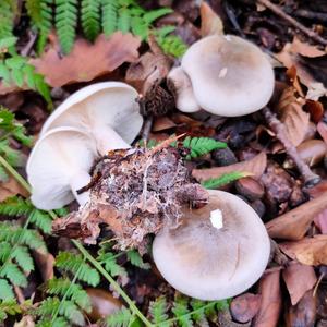 Cloudy Clitocybe