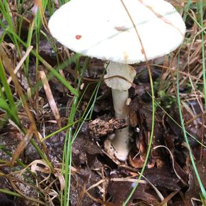 Destroying Angel