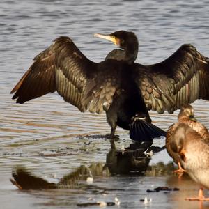 Great Cormorant