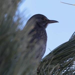 Eurasian Blackbird