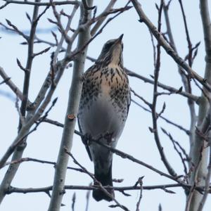 Fieldfare