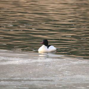 Common Merganser