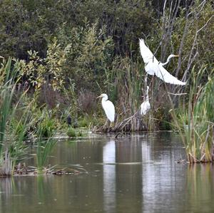 Great Egret