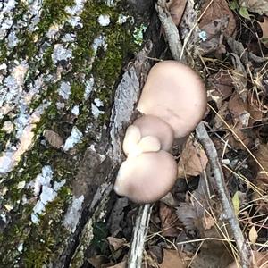 Oyster Mushroom