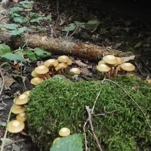 Changing Pholiota