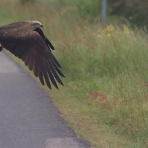 Black Kite