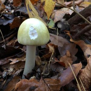 Death Cap