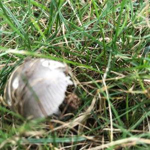 Cracking Clitocybe