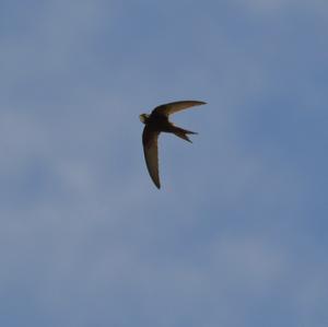 Common Swift