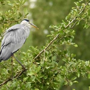 Grey Heron