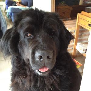 Tibetan Mastiff