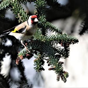 European Goldfinch