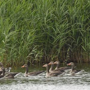 Greylag Goose